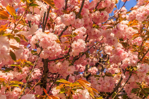 Close-up of pink cherry blossoms in full bloom with fresh green leaves under clear blue sky