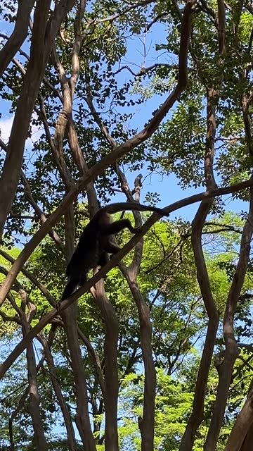 Monkey scratching itself and coming down from the tree