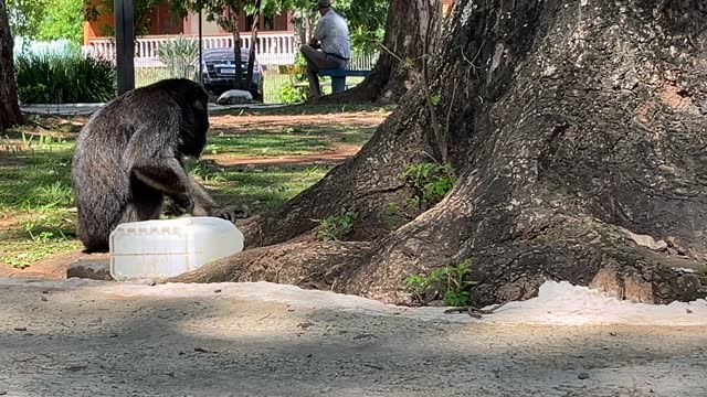 A monkey calmly drinking water