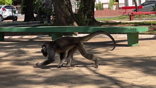 Monkey walking freely through a square