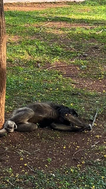 Monkey lying on a grass near a tree