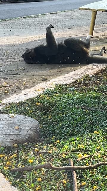 Monkey interacting in a public square