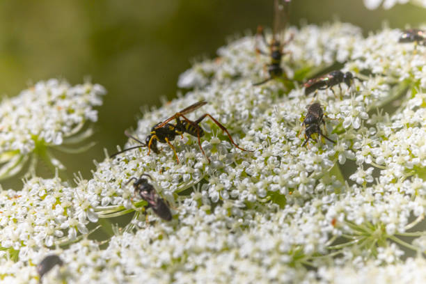 Yarrow with many wasps on it, close-up.