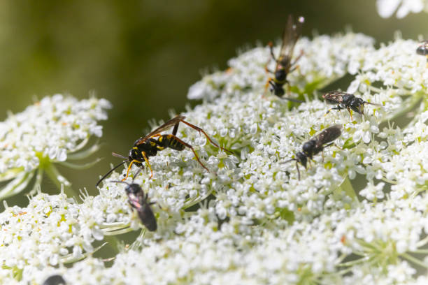 Single wasps eating yarrow nectar on a sunny summer day.