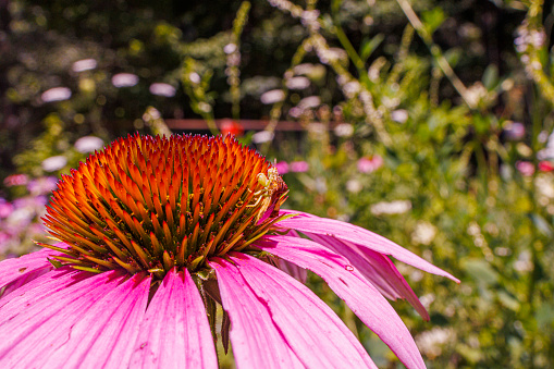 Echinacea purpurea flowering eastern purple coneflowers flowers, group of purple hedgehog coneflower plants in bloom