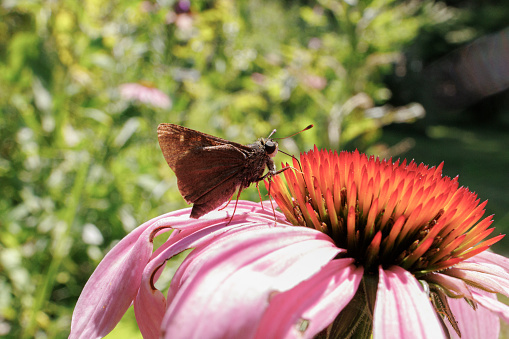 A butterfly pollinating a flower in summer.
