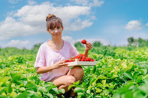 Strawberry fruit grown and collected by young woman which is trying to have a sustainable life in countryside in Poland, food forest and berry garden.