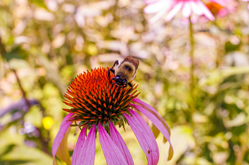 Bumblebee eating nectar from purple coneflower.