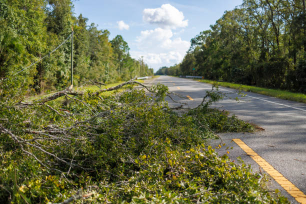 istock Storm disaster strikes North Florida highway: fallen tree and power outage on highway aftermath 2128704092