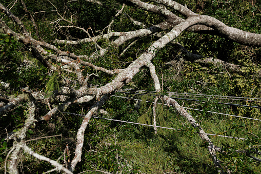 Broken tree and wreckage fall on power line cables on North Florida highway. Hurricane aftermath. Close up, full frame