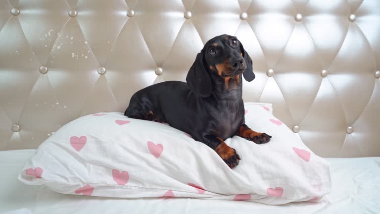 Dachshund Heart Blanket - Black & Tan Dachshund Heart Blanket - Black & Tan