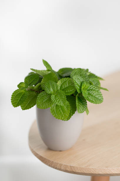 Creeping charlie ornamental plant or pilea nummulariifolia Creeping charlie ornamental plant (pilea nummulariifolia) in the gray pot on a wooden table. pilea nummulariifolia stock pictures, royalty-free photos & images