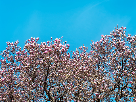 Various high-quality photos of a wonderful magnolia, blooming in bright colors in spring