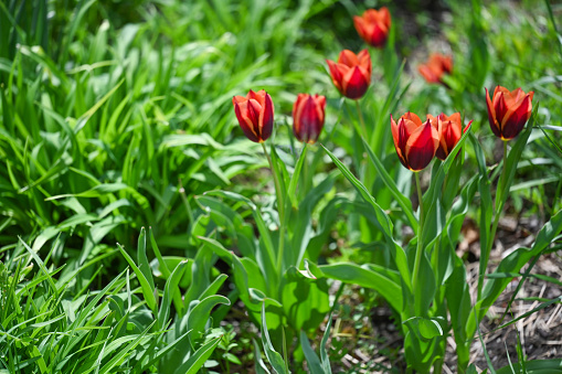 a red tulip among the greenery, a blurred background, a close-up of a shallow depth of field. a flower on a blurred background