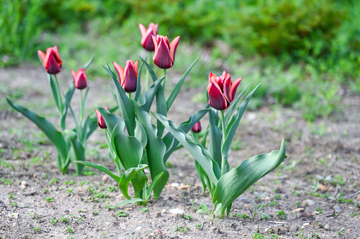 Uncultivated tulip flowers. Spring.
