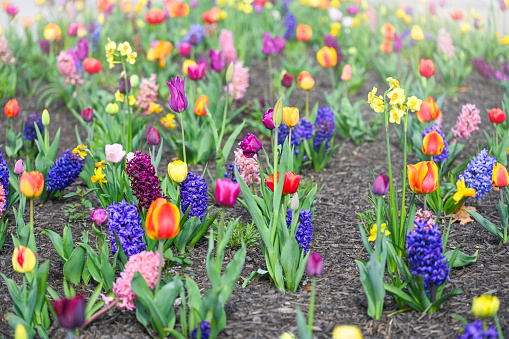 Uncultivated tulip flowers. Spring.