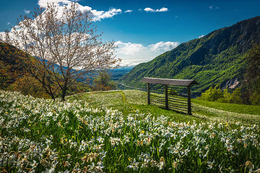 Admirable view from the flowery glade, blooming white daffodils and wooden hay rack on the hill, Golica hills, Plavski Rovt, Slovenia, Europe