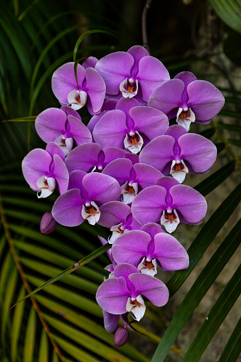 Purple orchid flower cluster on a phalaenopsis schilleriana that hangs from a tree in South Florida.