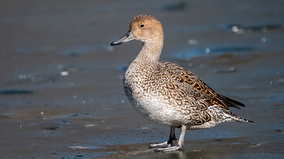 Female Northern pintail standing on the ice