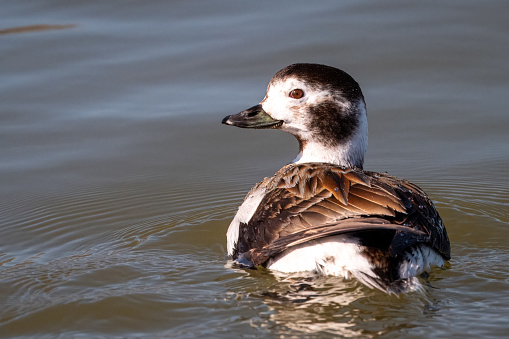 Swimming female Long-tailed Duck watches alertly