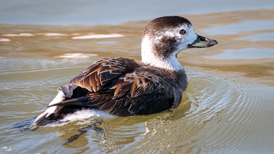 Female Long-tailed Duck swimming in tranquil waters