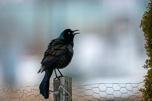 Common grackle in courtship mode