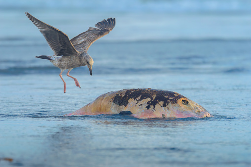 California Gull (Larus californicus) landing on dead beached sea lion to feed in Rosarito Beach, Baja California, Mexico. March 2024