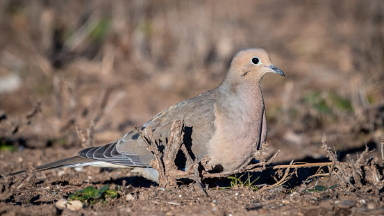 Close up view of a mourning dove