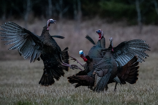 Wild turkey toms fighting for dominance