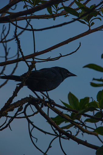 Small black bird on tree