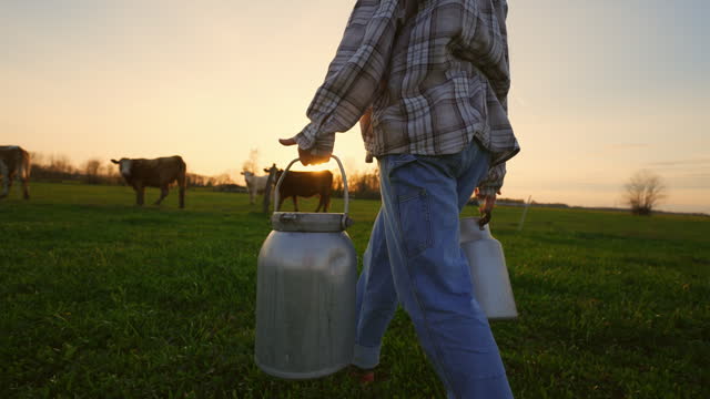 SLO MO Young Female Farmer Carrying Milk Cans and Walking Towards Cattle on Grassy Field at Sunset
