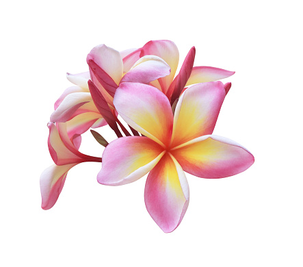 Plumeria or Frangipani or Temple tree flower. Close up single pink-yellow plumeria flowers bouquet isolated on white background.