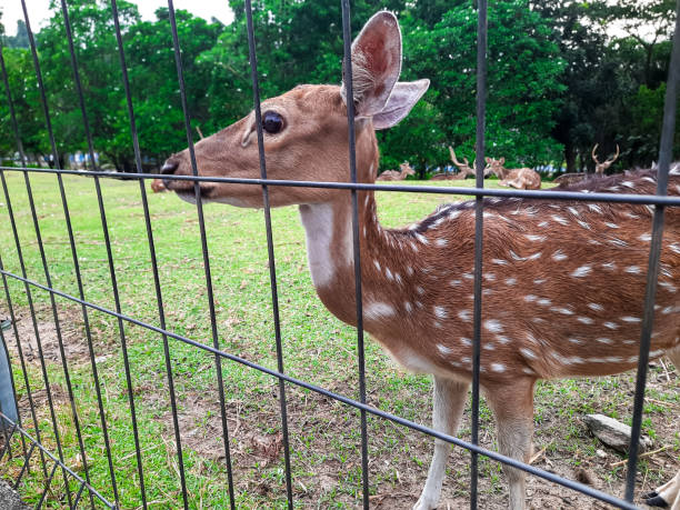istock a small deer approaching the fence because it will be fed by visitors at the animal conservation area 2128875375