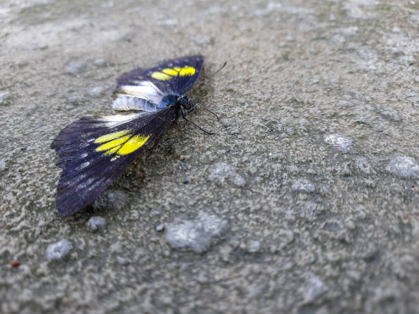 Black butterflies with beautiful patterns landed on the concrete ground. This photo was taken in the morning when a butterfly landed on the ground looking for food, this photo is suitable for something with an animal and wildlife theme