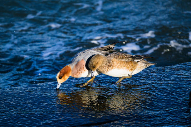 Eurasian Wigeon pair