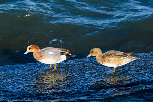 Eurasian Wigeon pair