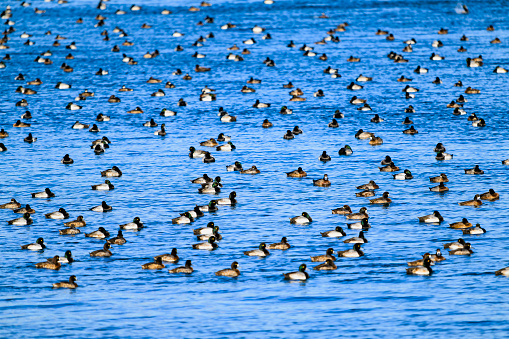 A flock of Greater Scaup