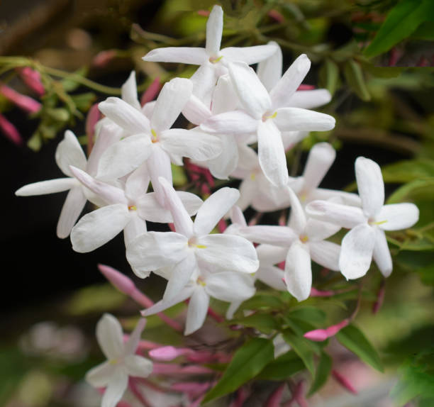 istock jasmine flowers in the spring garden. 2128895962