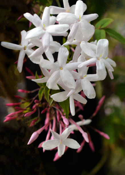 istock jasmine flowers in the spring garden. 2128895964