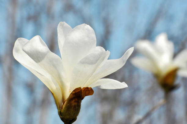 lovely magnolia blossom in springtime