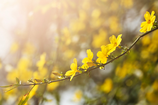 blossoming yellow flowers in spring