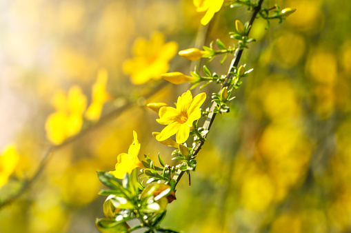 blossoming yellow flowers in spring