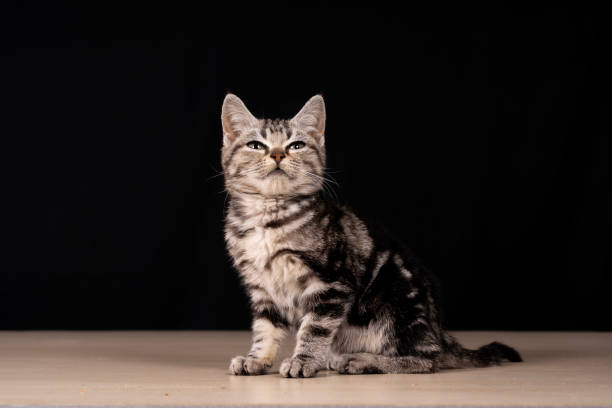 istock A cute little cat in the background 2128952923