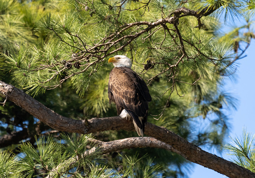 Adult bald eagle perched in a loblolly pine tree in The Woodlands, Texas.