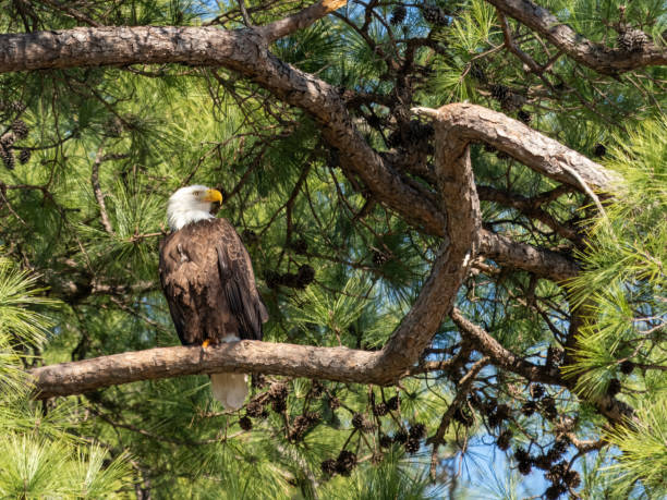 istock Adult Bald Eagle in a Loblolly Pine Tree Facing Right in Texas 2128956986