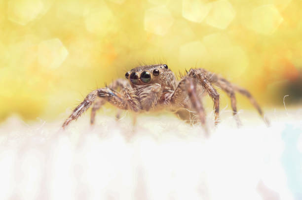 istock Jumping spider or Salticidae on a blurry background 2128962077