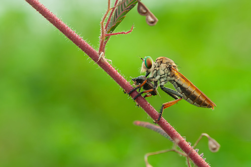 The robber fly or Asilidae was eating its prey on the branch of a grumble in blurry green background