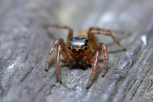 Front portrait of Plexippoides doenitzi　jumping spider (Natural+flash light, macro close-up photography)