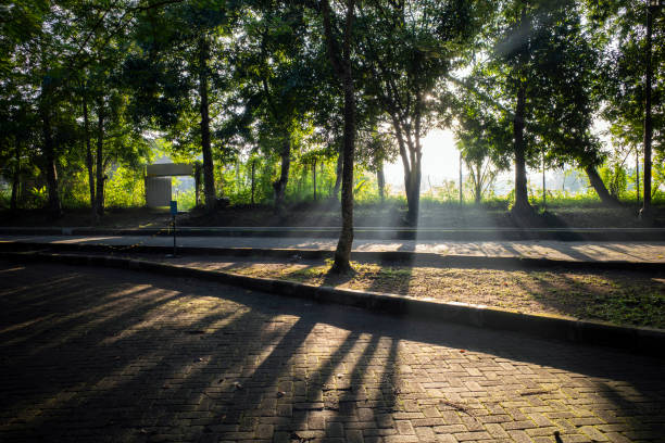 Early morning sunlight shining, golden rays through misty garden trees Early morning sunlight shining, golden rays through misty garden trees. broken spring stock pictures, royalty-free photos & images