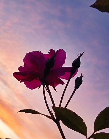 pink rose morning sky background